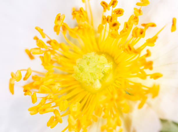 istock yellow pollen in flower. macro 890707012