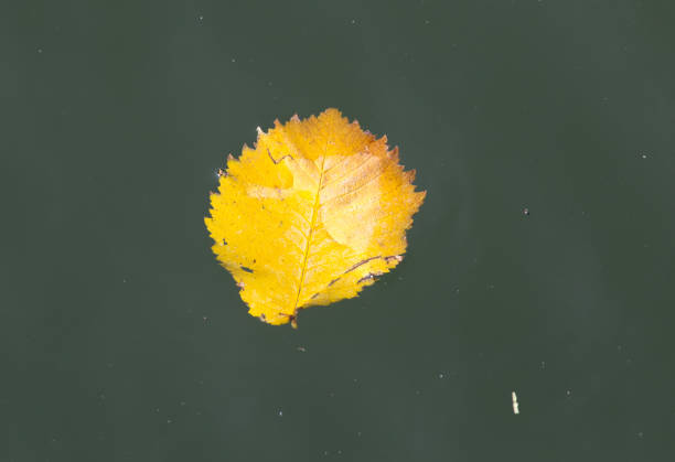 istock yellow leaves on the surface of the water in the fall 890709502