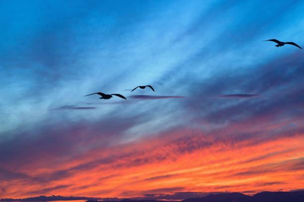 istock seagulls in the night sky on a sunset 890709752