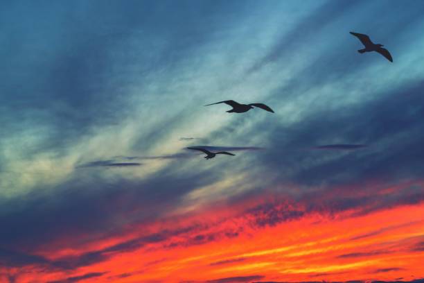 istock seagulls in the night sky on a sunset 890709978