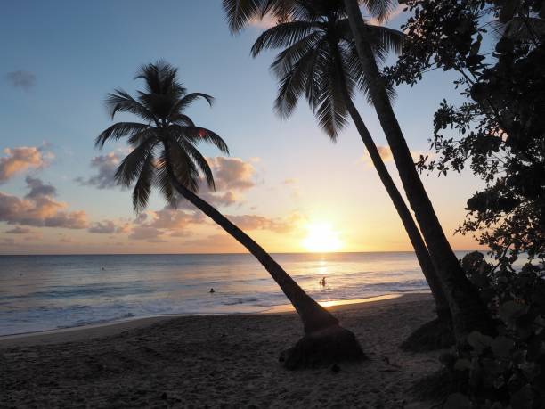 istock Salines beach at Saint-Anne in Martinique 890710328