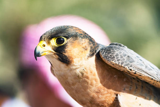 Lanner Falcon (Falco biarmicus)