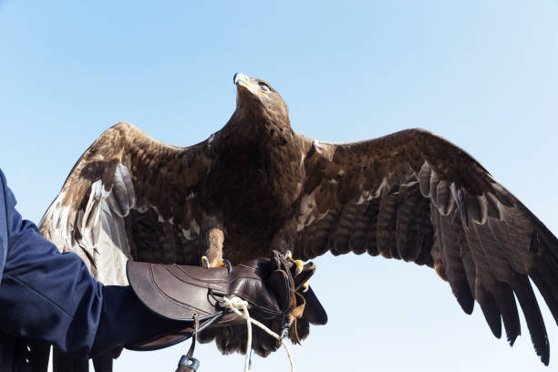 istock Falcon, Gawking at his prey 890716670