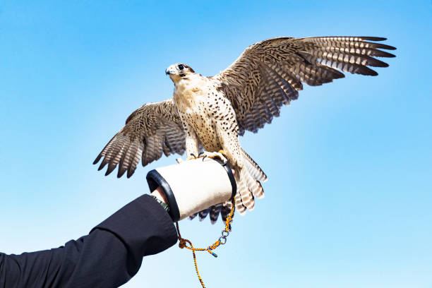 A tamed falcon at an indoor location gazing at the cameraman