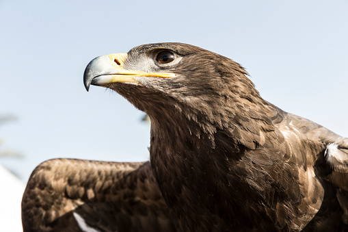 Close up image of a falcon gawking at his pray