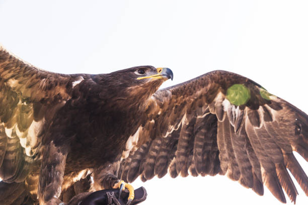 Close up image of a falcon gawking at his pray
