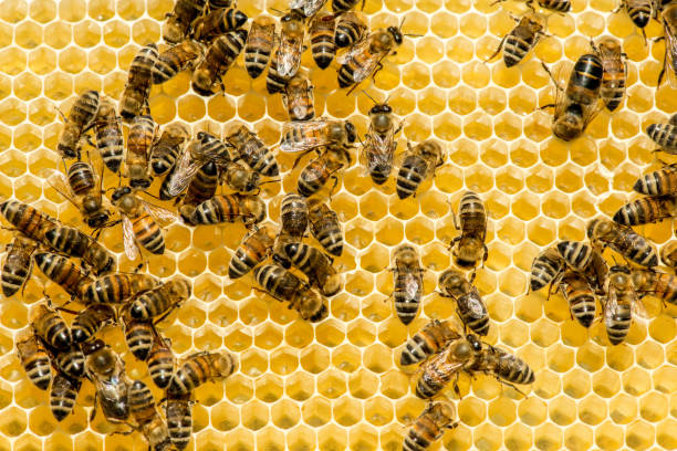 istock closeup of bees on honeycomb in apiary 890716876