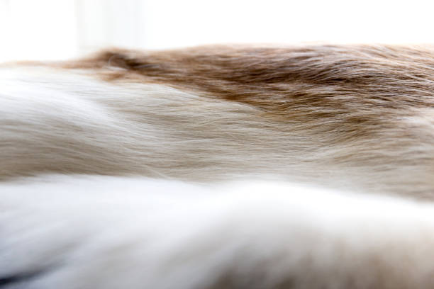 Close up image of a animal hide near a brightly lit window