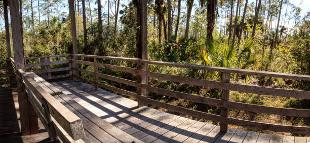 istock Bench on a boardwalk overlooks wetlands 890719524