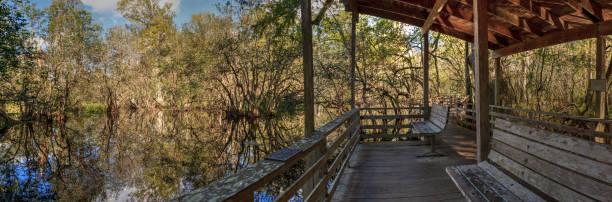 istock Bench on a boardwalk overlooks wetlands 890719668