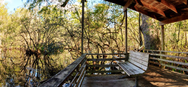 istock Bench on a boardwalk overlooks wetlands 890719684