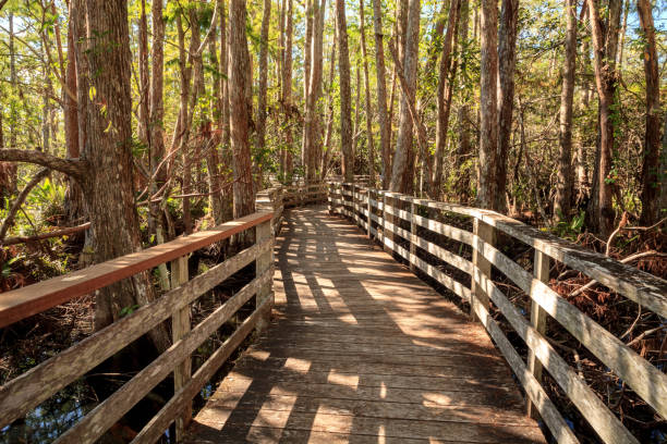 istock Boardwalk path at Corkscrew Swamp Sanctuary in Naples, Florida 890720234