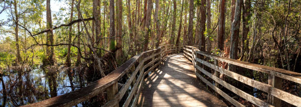 istock Boardwalk path at Corkscrew Swamp Sanctuary in Naples, Florida 890720236