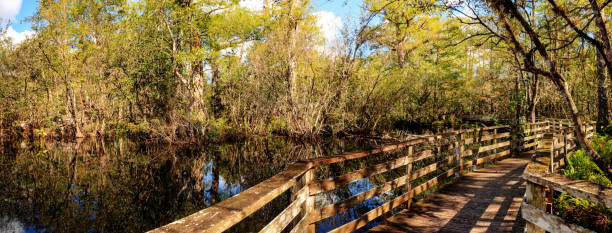 istock Boardwalk path at Corkscrew Swamp Sanctuary in Naples, Florida 890720396