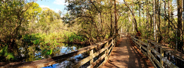 istock Boardwalk path at Corkscrew Swamp Sanctuary in Naples, Florida 890720404