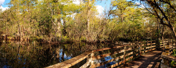 istock Boardwalk path at Corkscrew Swamp Sanctuary in Naples, Florida 890720424