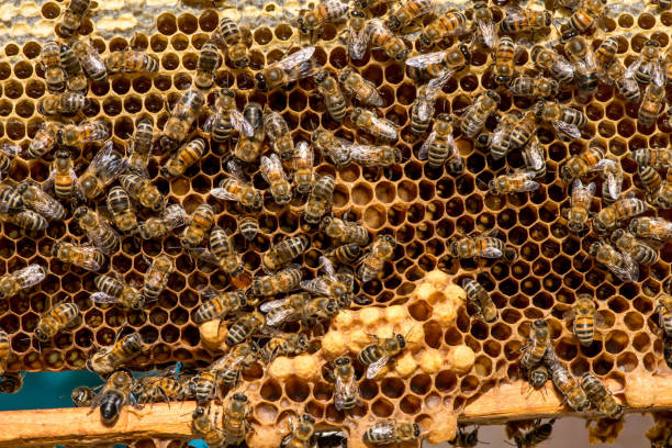 istock closeup of bees on honeycomb in apiary 890723382