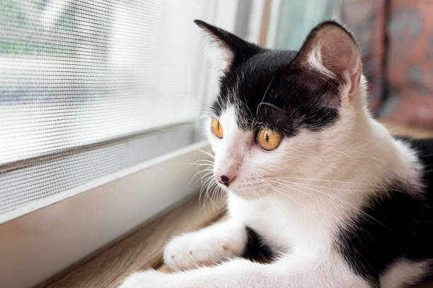 istock black and white kitty cat waiting in a cage. selective focus. 890732878