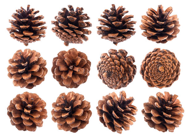 istock Pine cones isolated on white background closeup 890733622