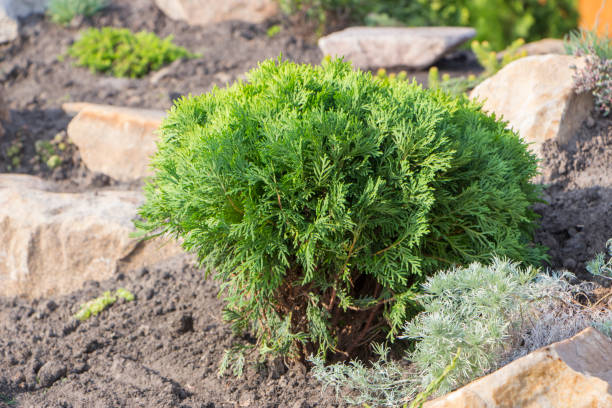 Alpine garden with dwarf conifers close up Alpine garden with dwarf conifers close up. juniper tree juniperus osteosperma stock pictures, royalty-free photos & images