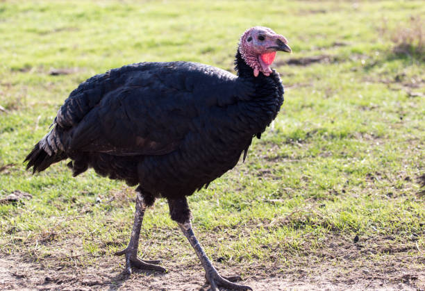 istock a turkey on a farm outdoors 890733958