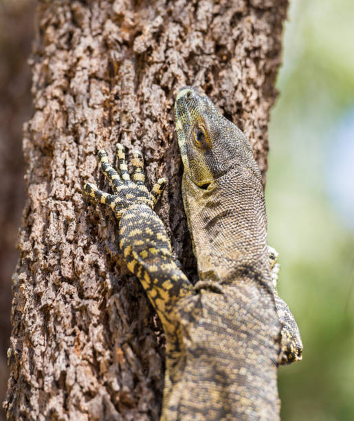 istock Goanna Monitor Lizard Going Down Tree Trunk 890736480