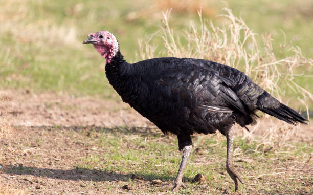 istock a turkey on a farm outdoors 890736706