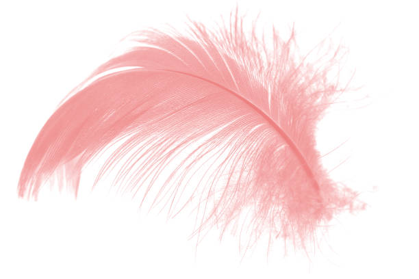 istock coral pink feather on white background 890737062