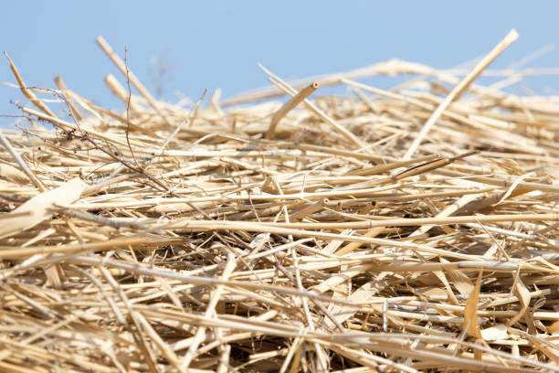 dry hay on the background of the sky .