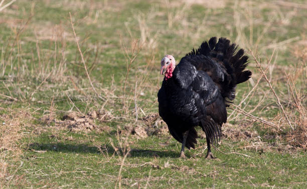istock a turkey on a farm outdoors 890740074
