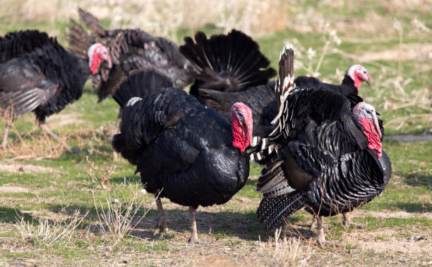 istock farm turkeys outdoors 890740278