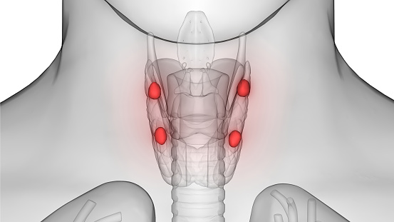 3D Illustration of Human Body Glands Anatomy (Parathyroid glands)