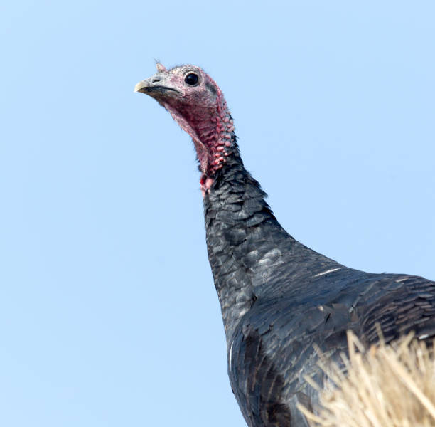 istock turkey on hay against the blue sky 890744508