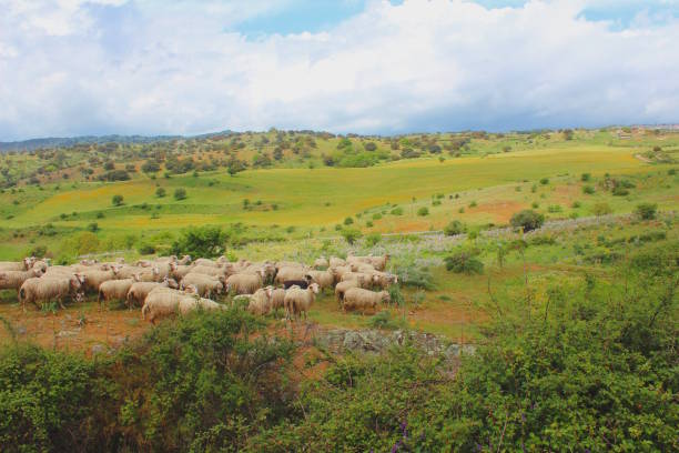 istock Sheep herd on pasture in Sardinian fields, Italy 890747614