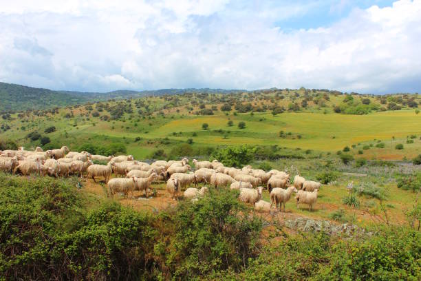 mandria di pecore al pascolo nei campi sardi, italia - formaggio di pecora foto e immagini stock