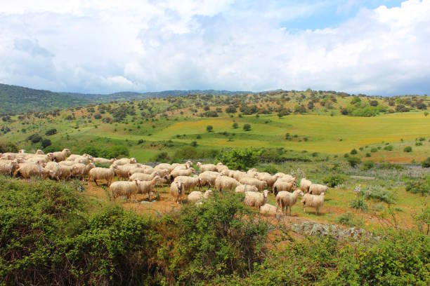 istock Sheep herd on pasture in Sardinian fields, Italy 890747616