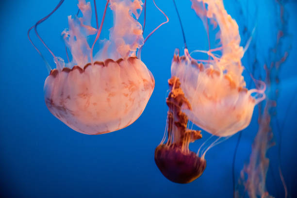 istock Jellyfish swimming into the deep blue sea 890747758