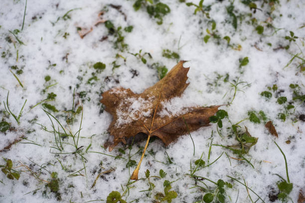 istock autumn leaves in snow 890748246