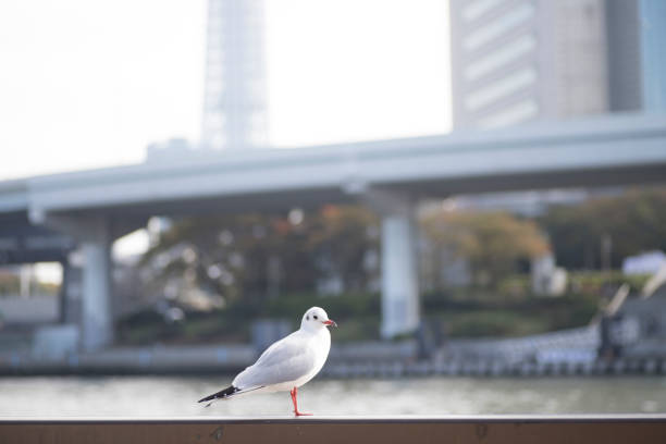 cute Japanese girl