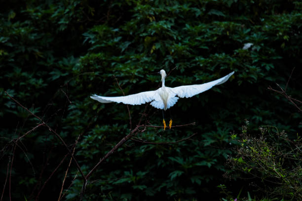 istock Snowy white egret at natural habitat. 890759974
