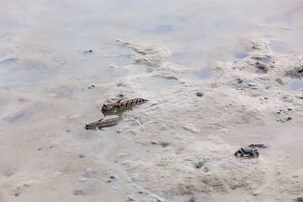 istock Close up view of real mud skipper by the shore 890760324