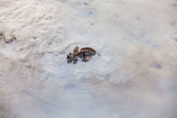 istock Close up view of real mud skipper by the shore 890760344