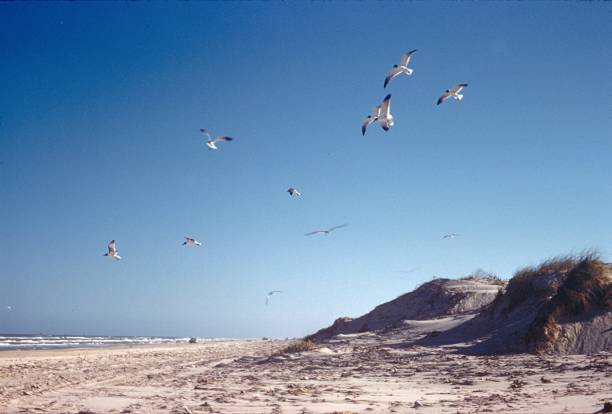 Corpus Christi, Texas, USA, 1960. The beach at Corpus Christi.