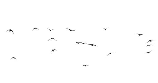 istock flock of pigeons on a white background 890761028