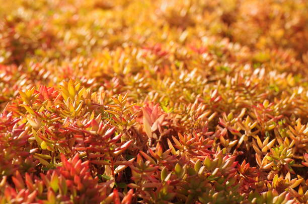 istock Sedum in the autumn (Ground cover plants) 890761034