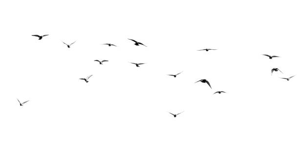 istock flock of pigeons on a white background 890761078