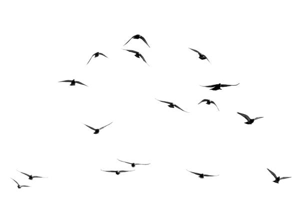 istock flock of pigeons on a white background 890762240