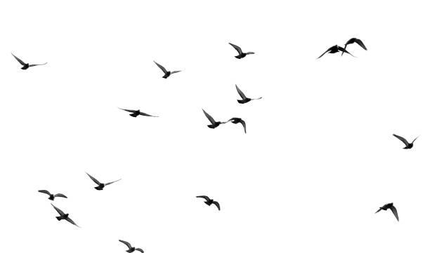istock flock of pigeons on a white background 890763176