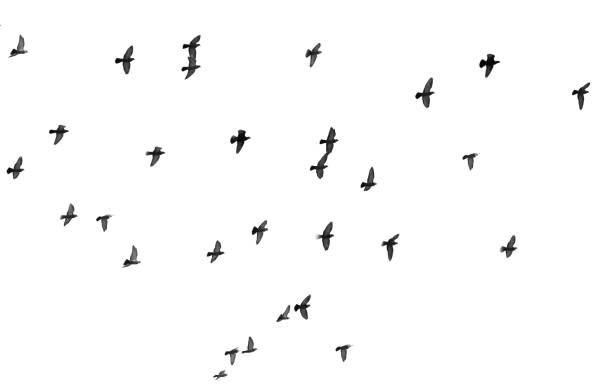 istock flock of pigeons on a white background 890763424