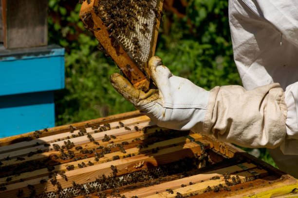 istock Beekeeper working on his beehives in the garden 890763434